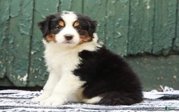 Australian Shepherd dogs for sale: Boston - Image 1