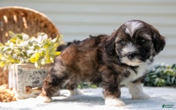 Mini Aussiedoodle dogs for sale: Ranger - Image 5