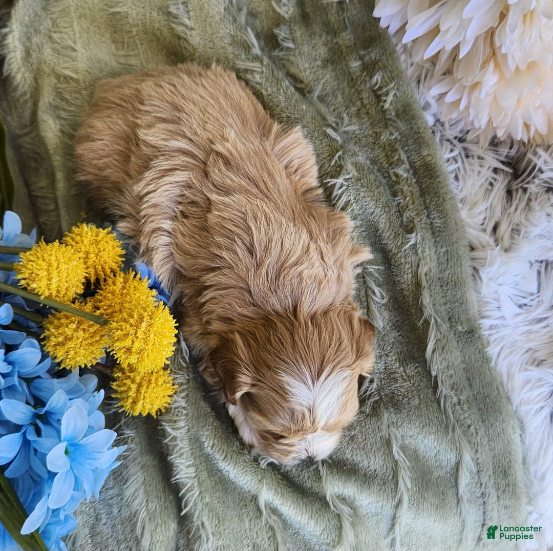 Shihpoo dogs for sale: Aspen - Image 11