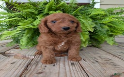 Mini Goldendoodle dogs for sale: Mini -coner - Image 28