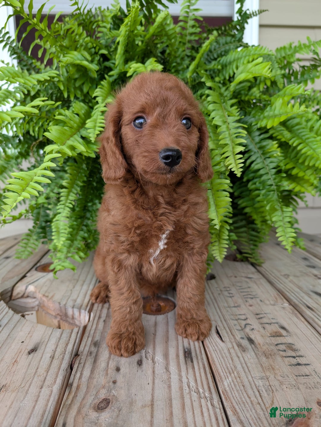 Mini Goldendoodle dogs for sale: Mini -coner - Image 28