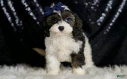 Cavapoo dogs for sale: Sammy - Image 7