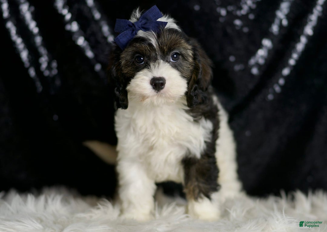 Cavapoo dogs for sale: Sammy - Image 7