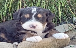 Mini Bernedoodle dogs for sale: Shiloh - Image 1