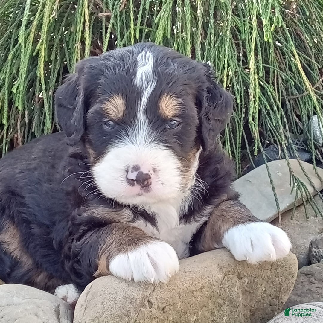 Mini Bernedoodle dogs for sale: Shiloh - Image 1