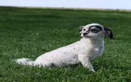 Shihpoo dogs for sale: Abby - Image 9