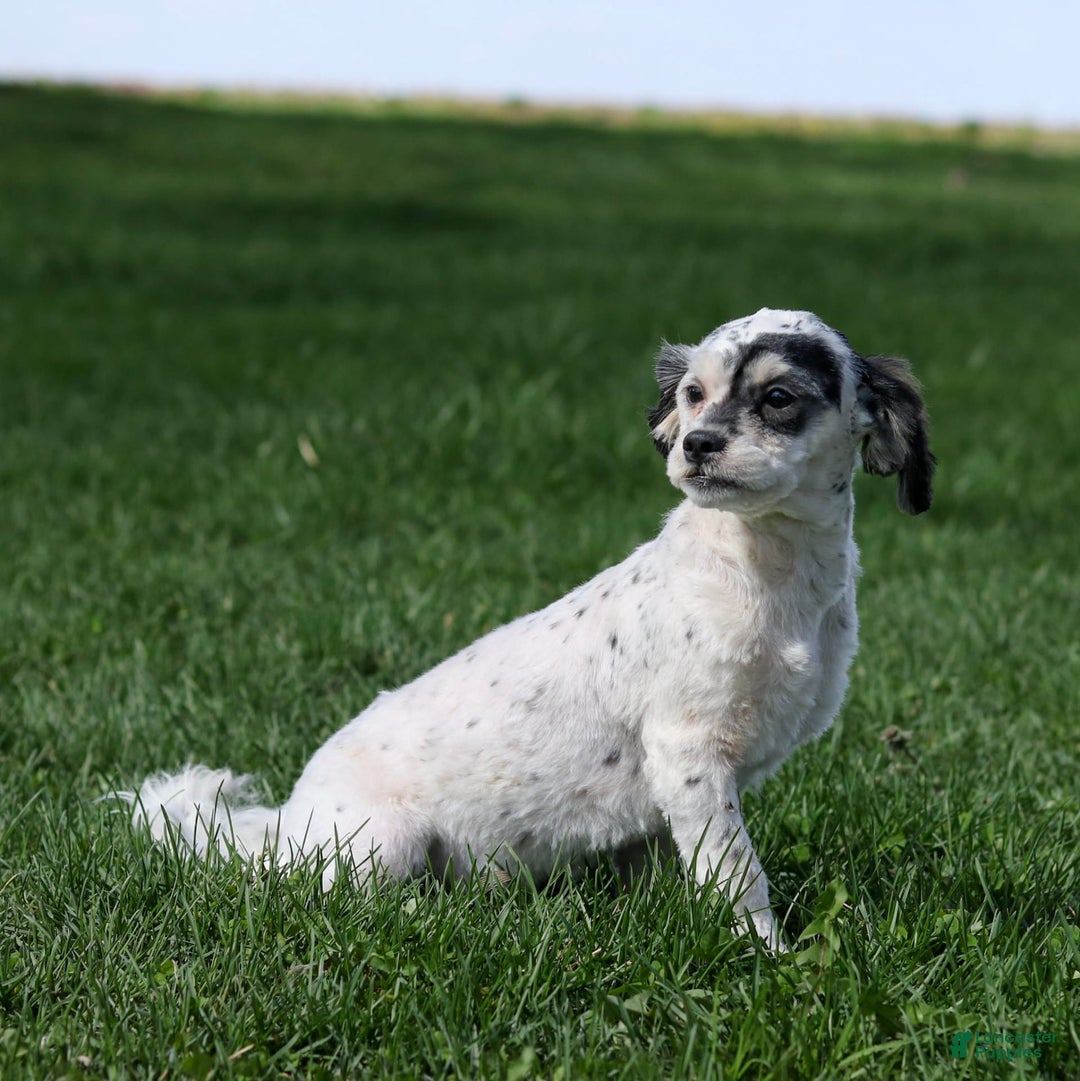 Shihpoo dogs for sale: Abby - Image 9