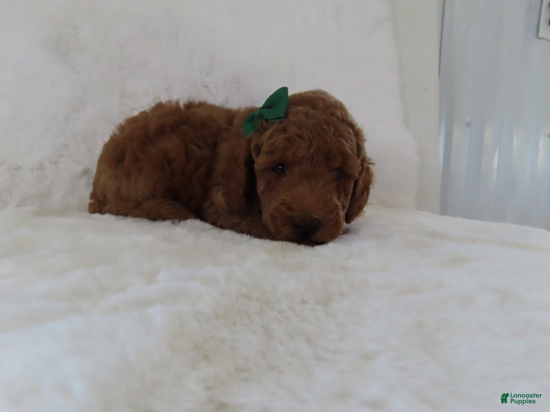 Mini Goldendoodle dogs for sale: Cody - Image 3