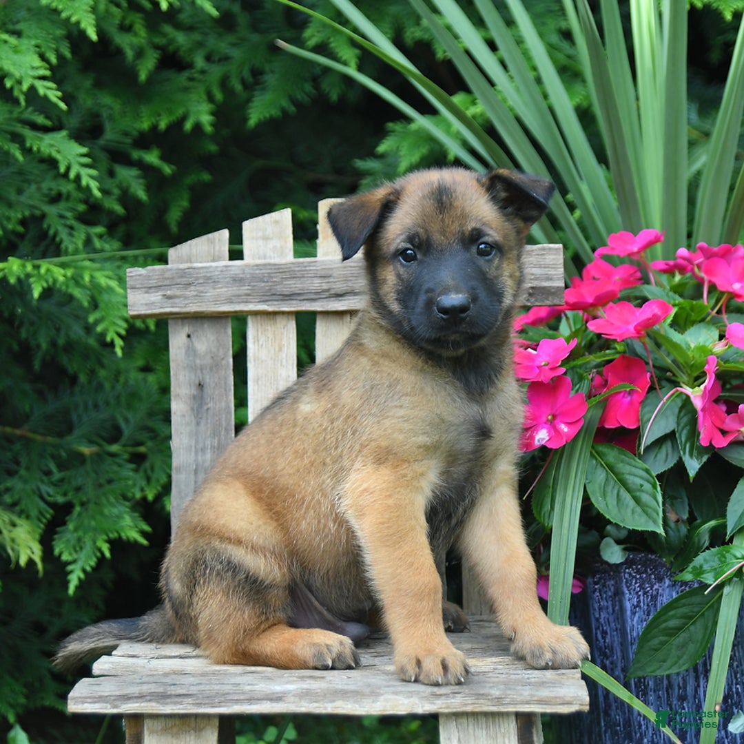 Belgian Malinois dogs for sale: Belgian Malinois 9 puppies - Image 17
