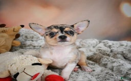 Chihuahua dogs for sale: Camila - Image 1
