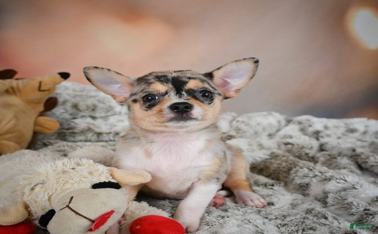Chihuahua dogs for sale - Ad 5