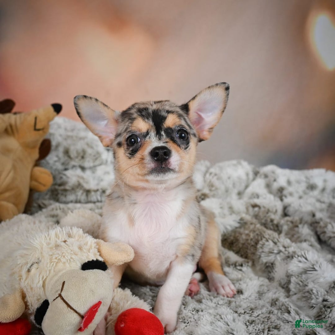 Chihuahua dogs for sale: Camila - Image 1