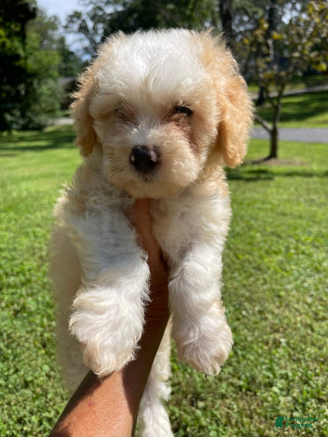 Mini Bernedoodle dogs for sale: Peaches N Cream - Image 4