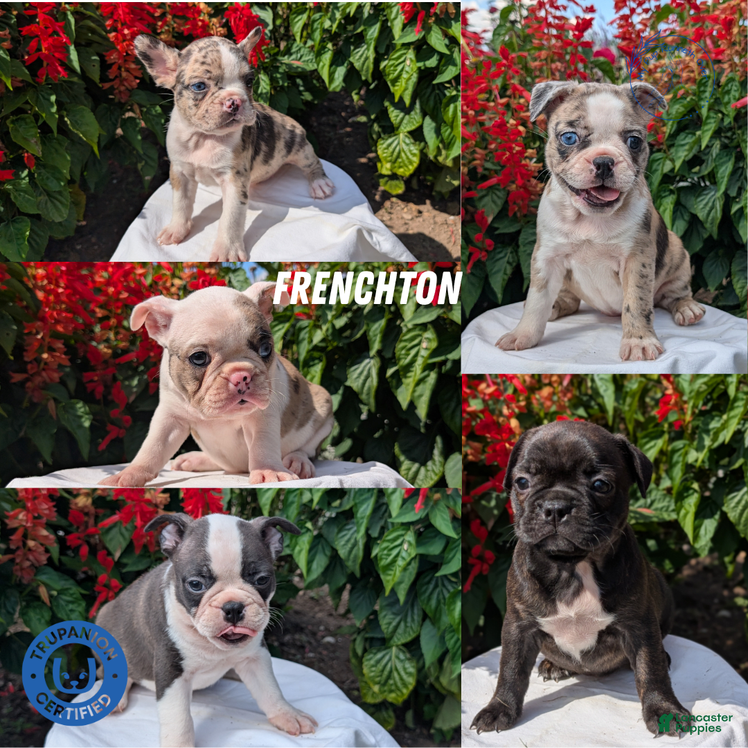 Frenchton dogs for sale: Nala - Image 3