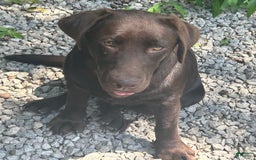 Labrador Retriever dogs for sale: Sadie - Image 3