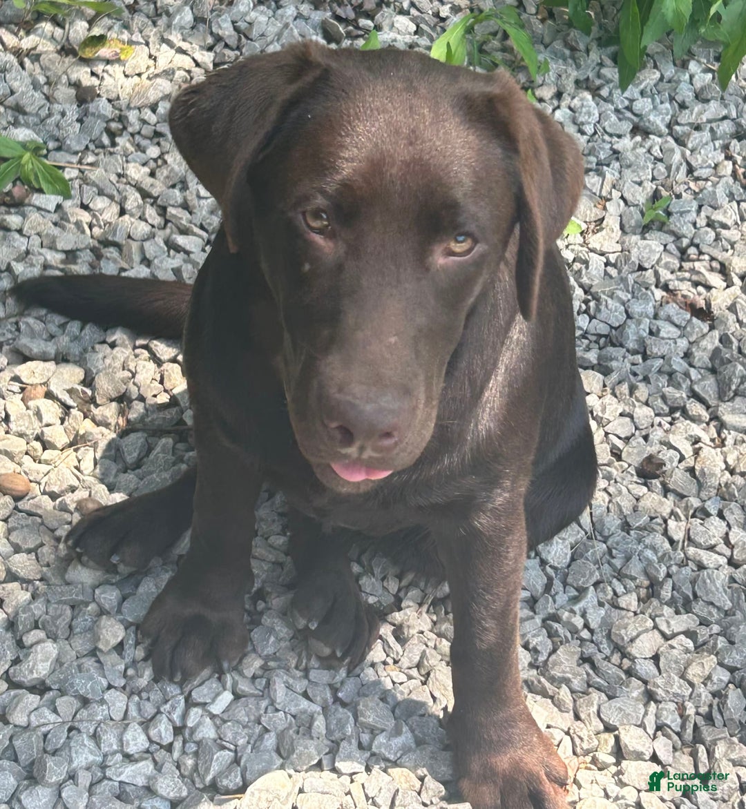 Labrador Retriever dogs for sale: Sadie - Image 3