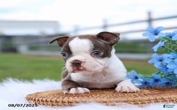 Boston Terrier dogs for sale: Dakota - Image 3
