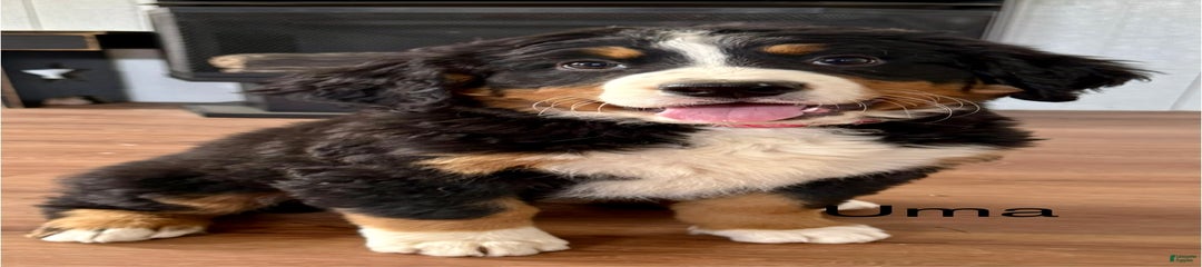 Uma