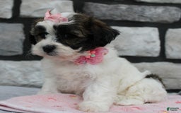 Teddy Bear dogs for sale: Ava - Image 2