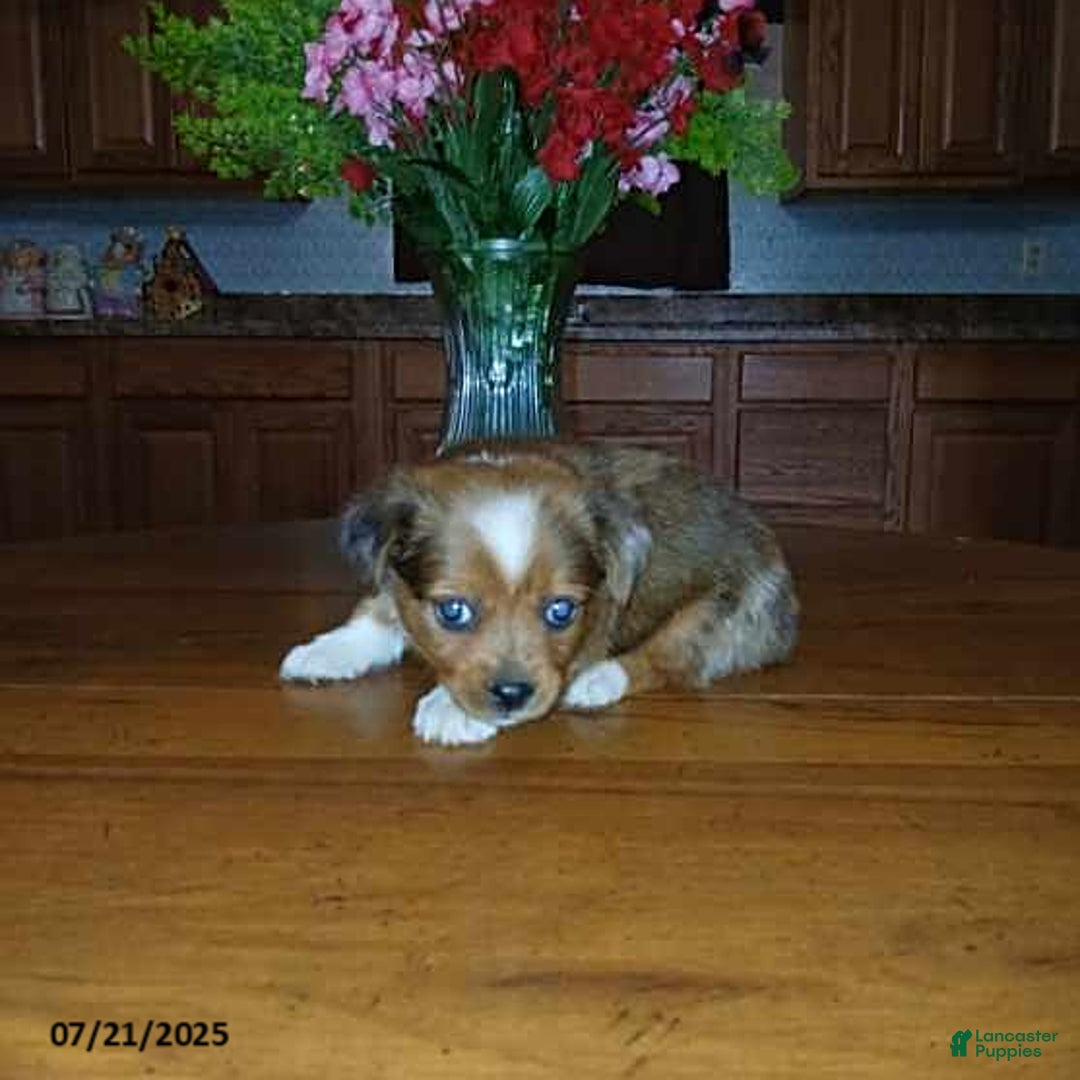 Chihuahua dogs for sale: Captain - Image 1