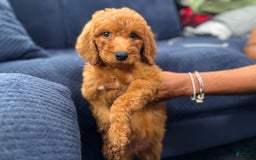 Mini Goldendoodle dogs for sale: Kelly - Image 2