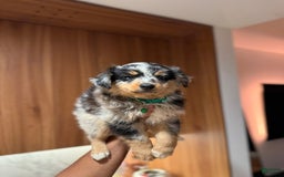 Australian Shepherd dogs for sale: Toy Size Mink - Image 3
