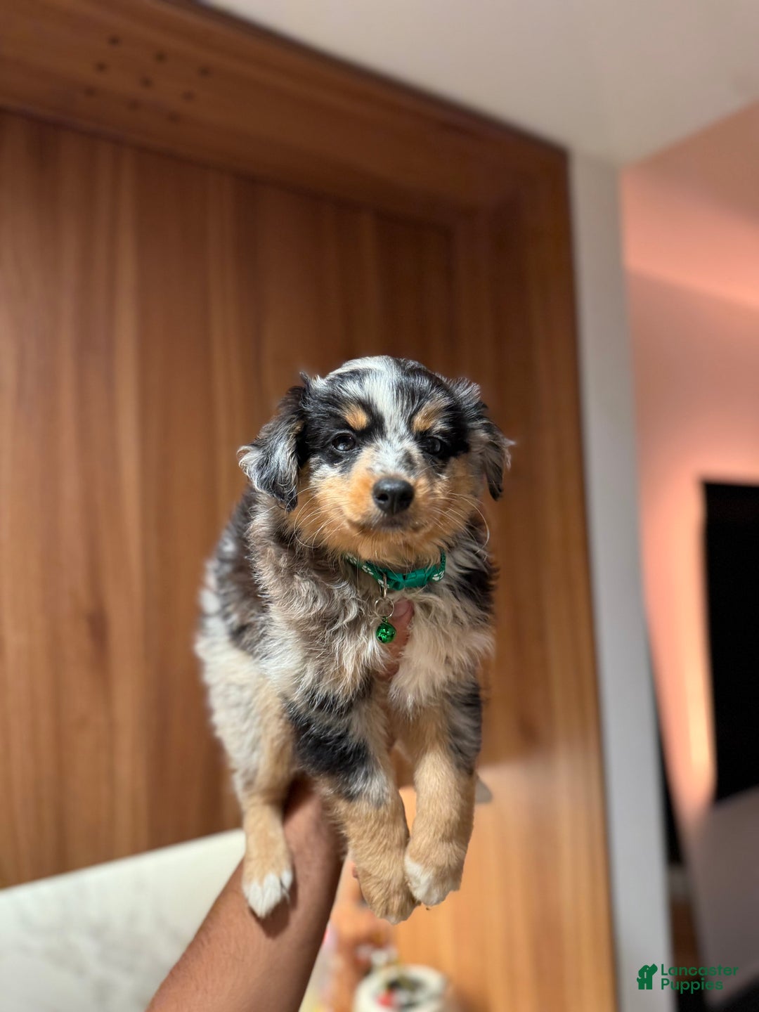 Australian Shepherd dogs for sale: Toy Size Mink - Image 3