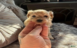 Maltipoo dogs for sale: Rafa - Image 2