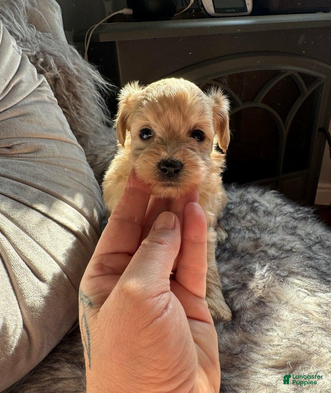 Maltipoo dogs for sale: Rafa - Image 2