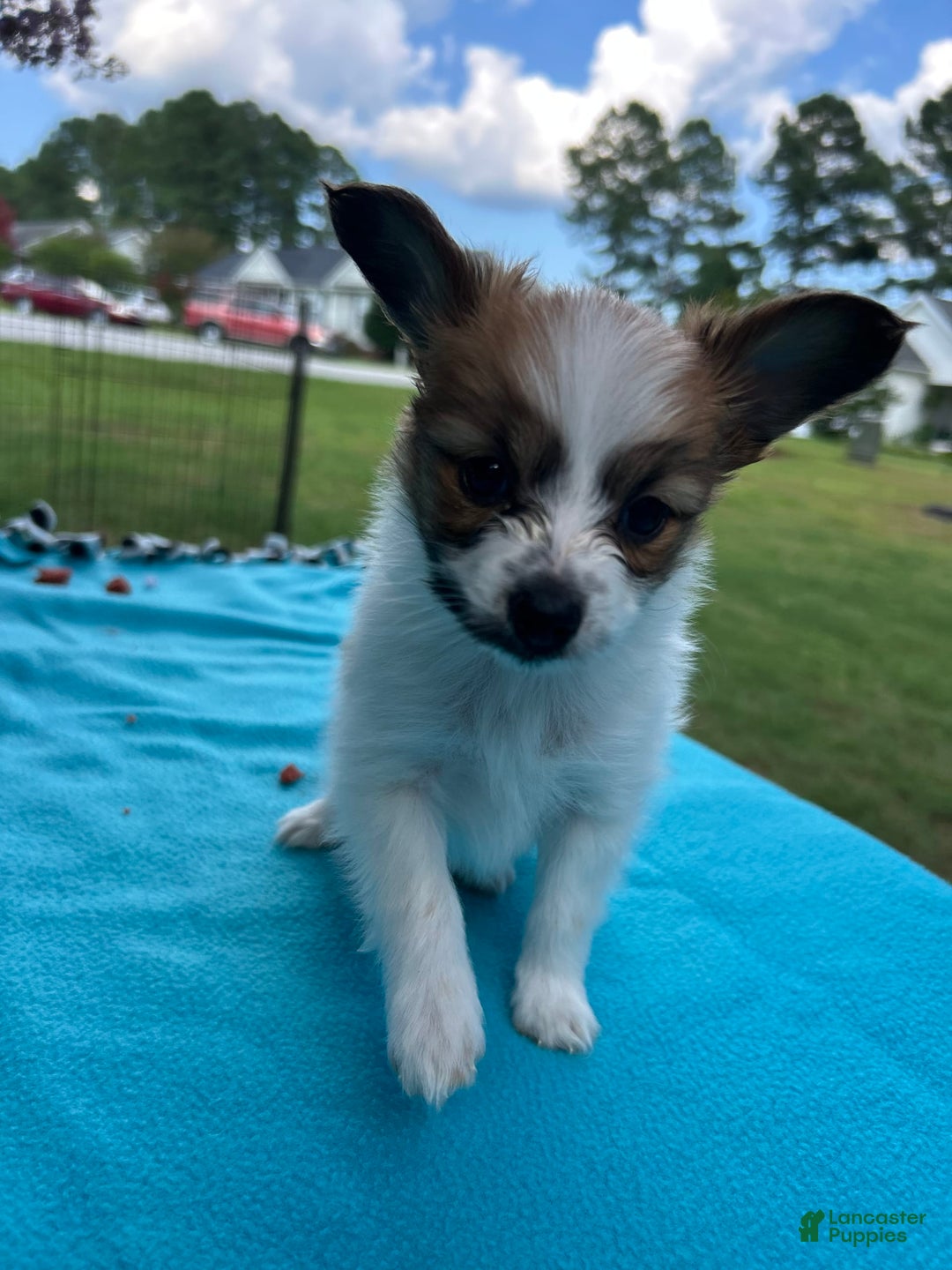 Papillon dogs for sale: Male Puppy 1 - Image 4