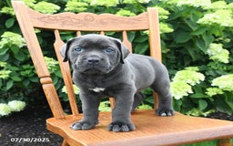 Cane Corso dogs for sale: Sophie - Image 4
