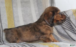 Miniature Dachshund dogs for sale: Zero - Image 1