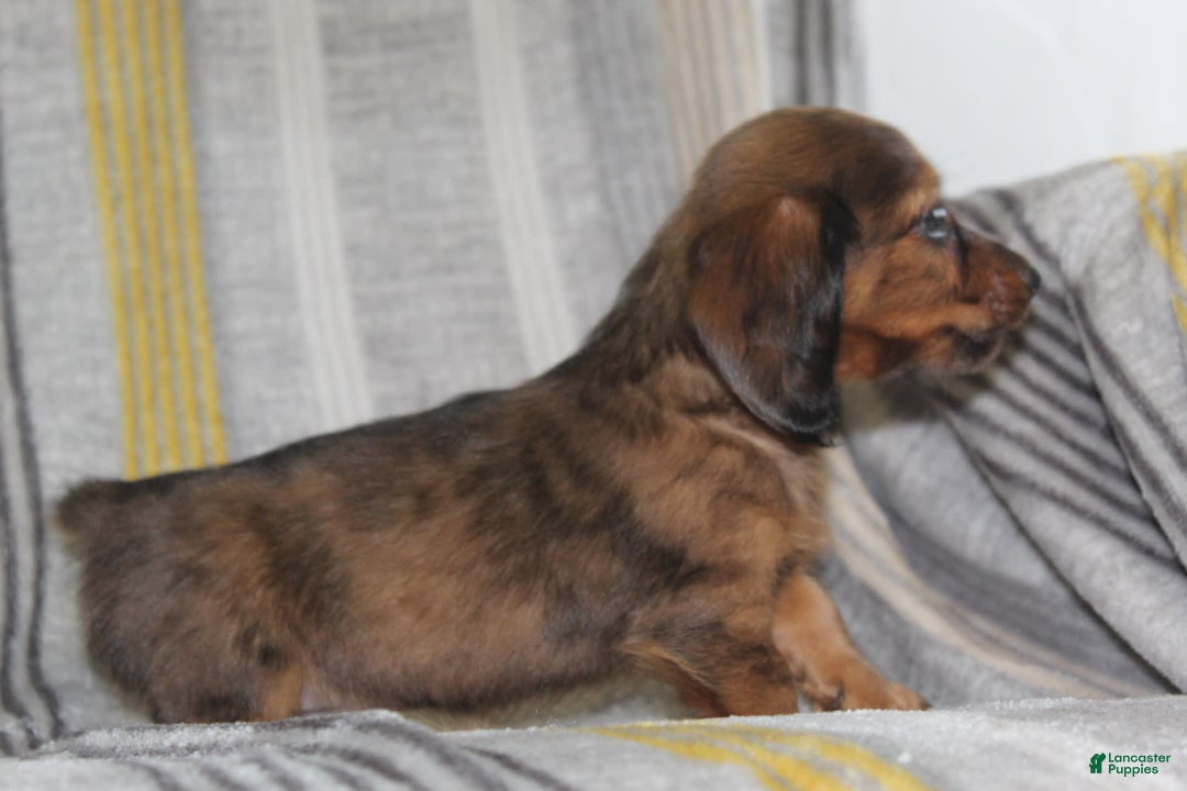 Miniature Dachshund dogs for sale: Zero - Image 1