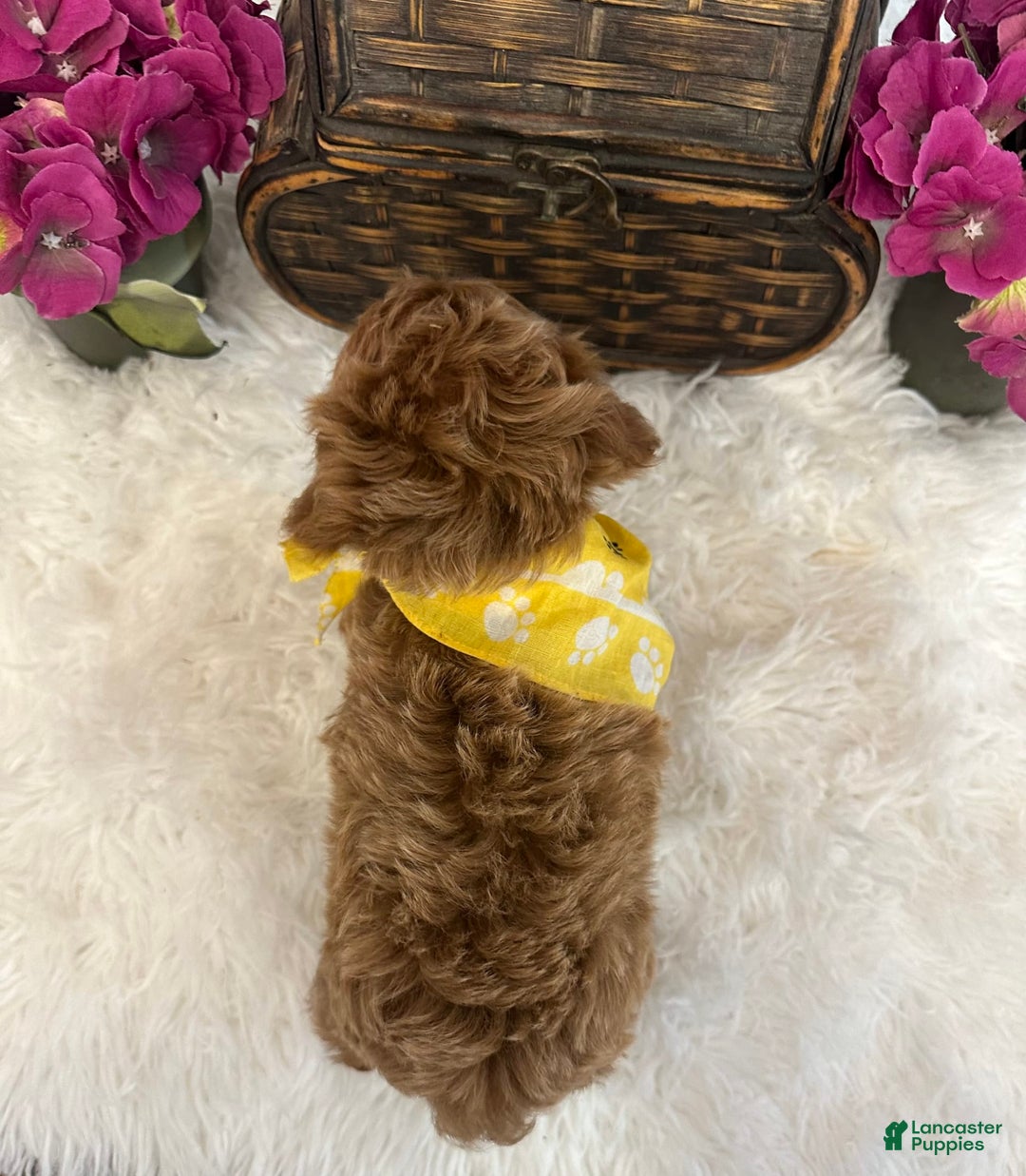 Maltipoo dogs for sale: TEDDDY - Image 4