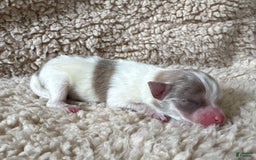 Pomeranian dogs for sale: Lavender Merle sable parti - Image 1