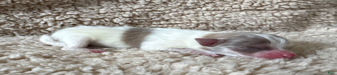 Lavender Merle sable parti