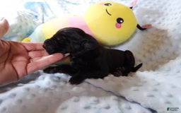 Great Dane dogs for sale: Storm - Image 5