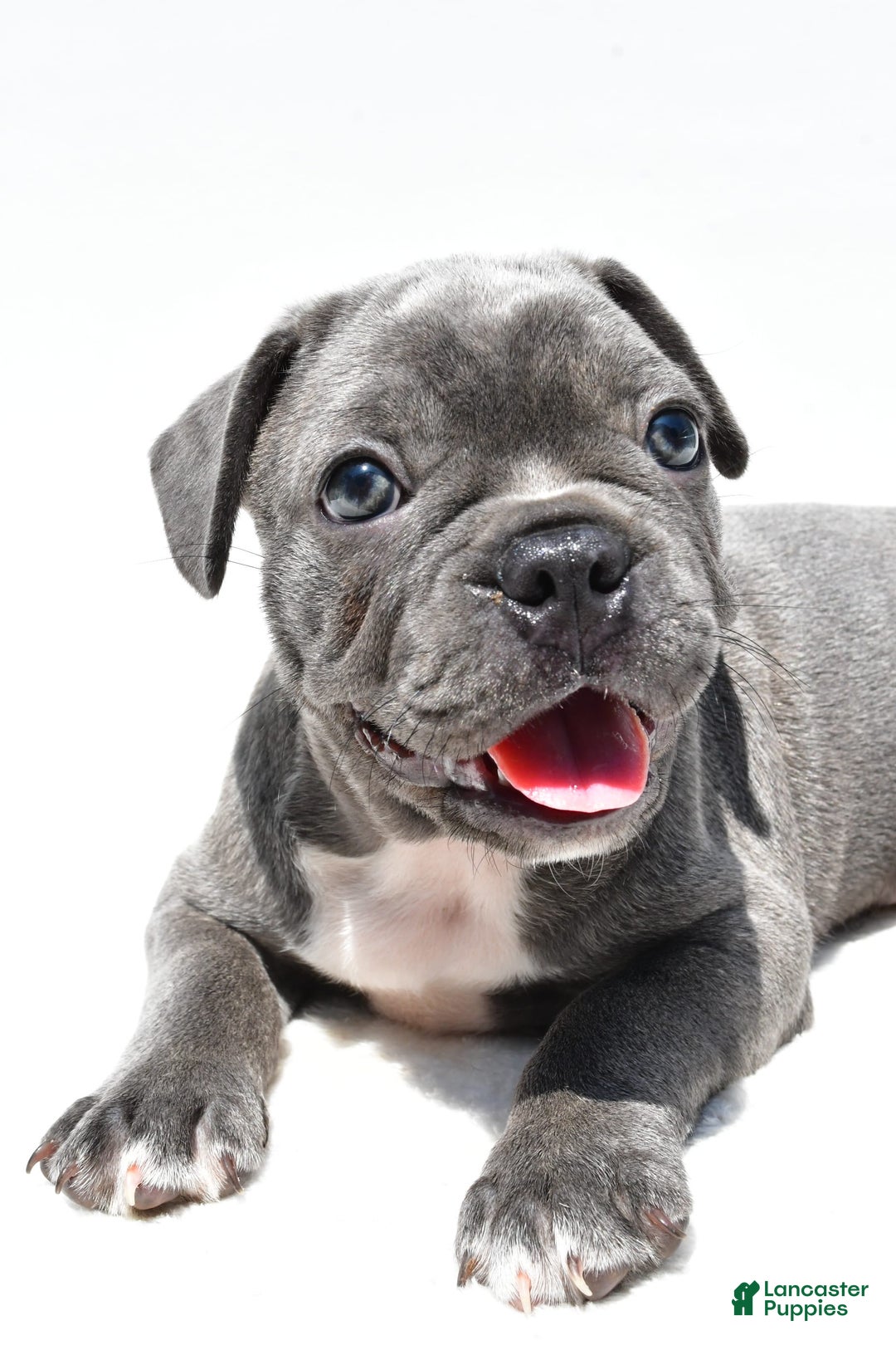 Frenchton dogs for sale: Buddy - Image 3
