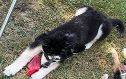 Siberian Husky dogs for sale: Siberian Husky 3 puppies - Image 10