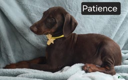 Doberman Pinscher dogs for sale: Patience - Image 6