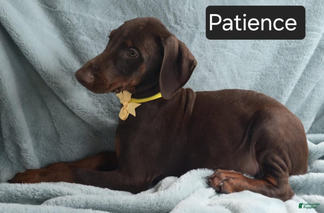 Doberman Pinscher dogs for sale: Patience - Image 6