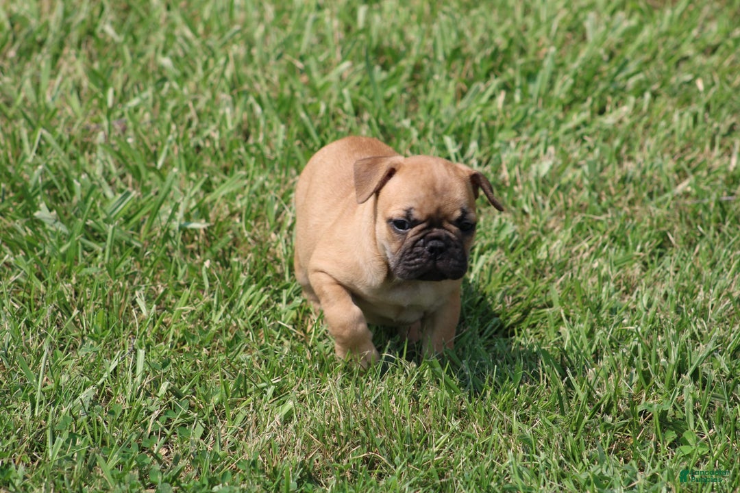 French Bulldog dogs for sale: Sheila - Image 5
