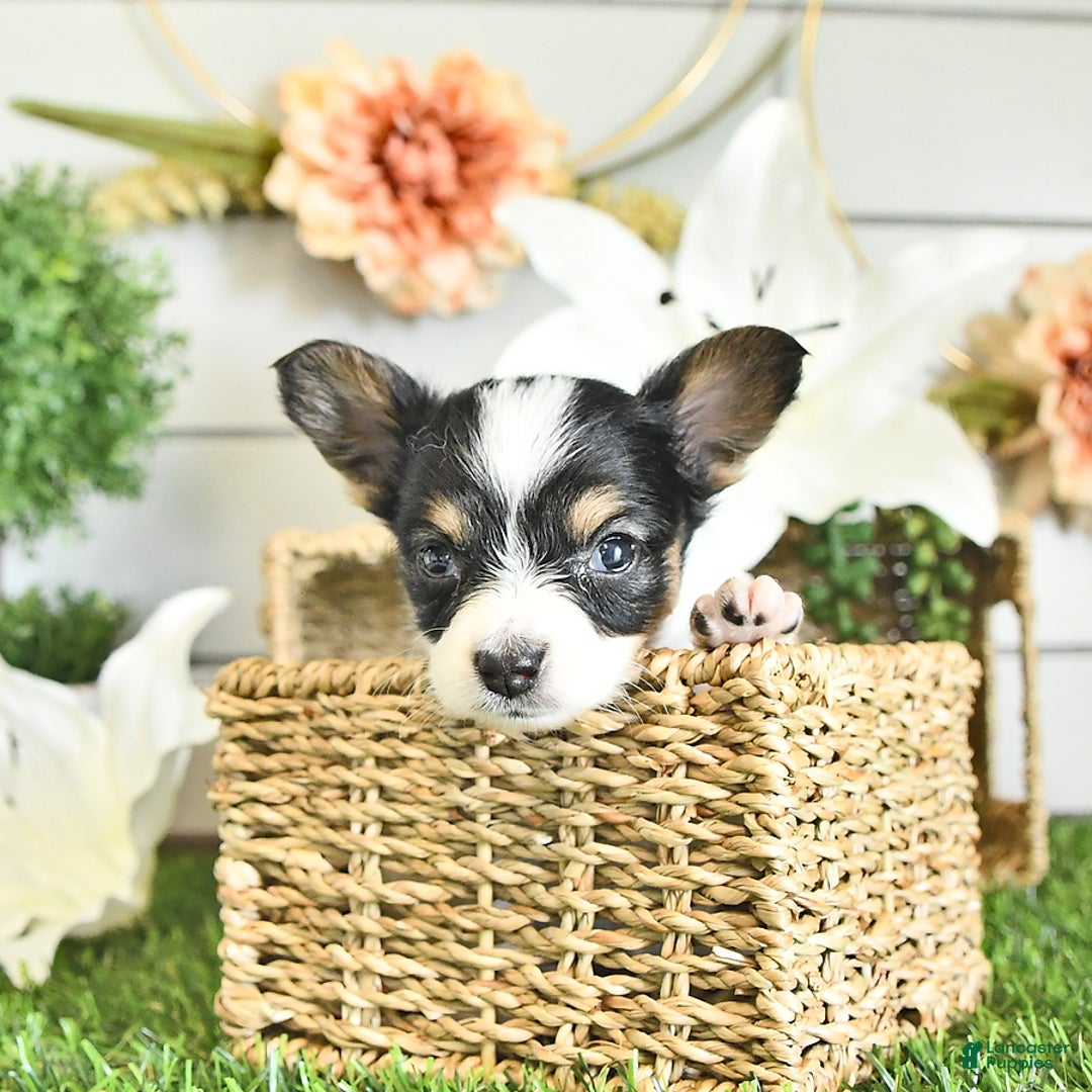 Papillon dogs for sale: Leo - Image 12