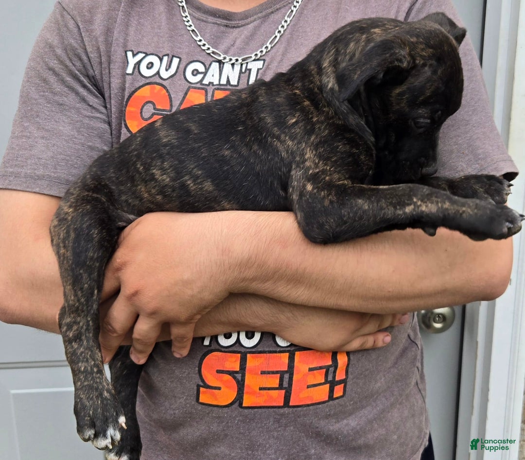 Staffordshire Bull Terrier dogs for sale: Hawks Ace - Image 2