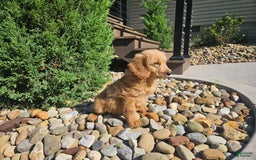 Goldendoodle dogs for sale: Ginger - Image 1