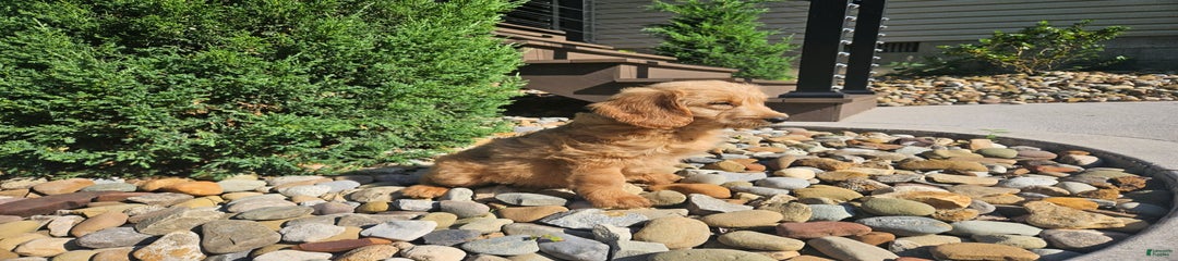 Ginger