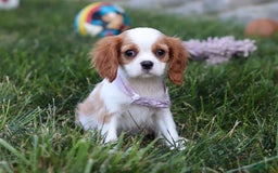 Cavalier King Charles Spaniel dogs for sale: Mindy - Image 4