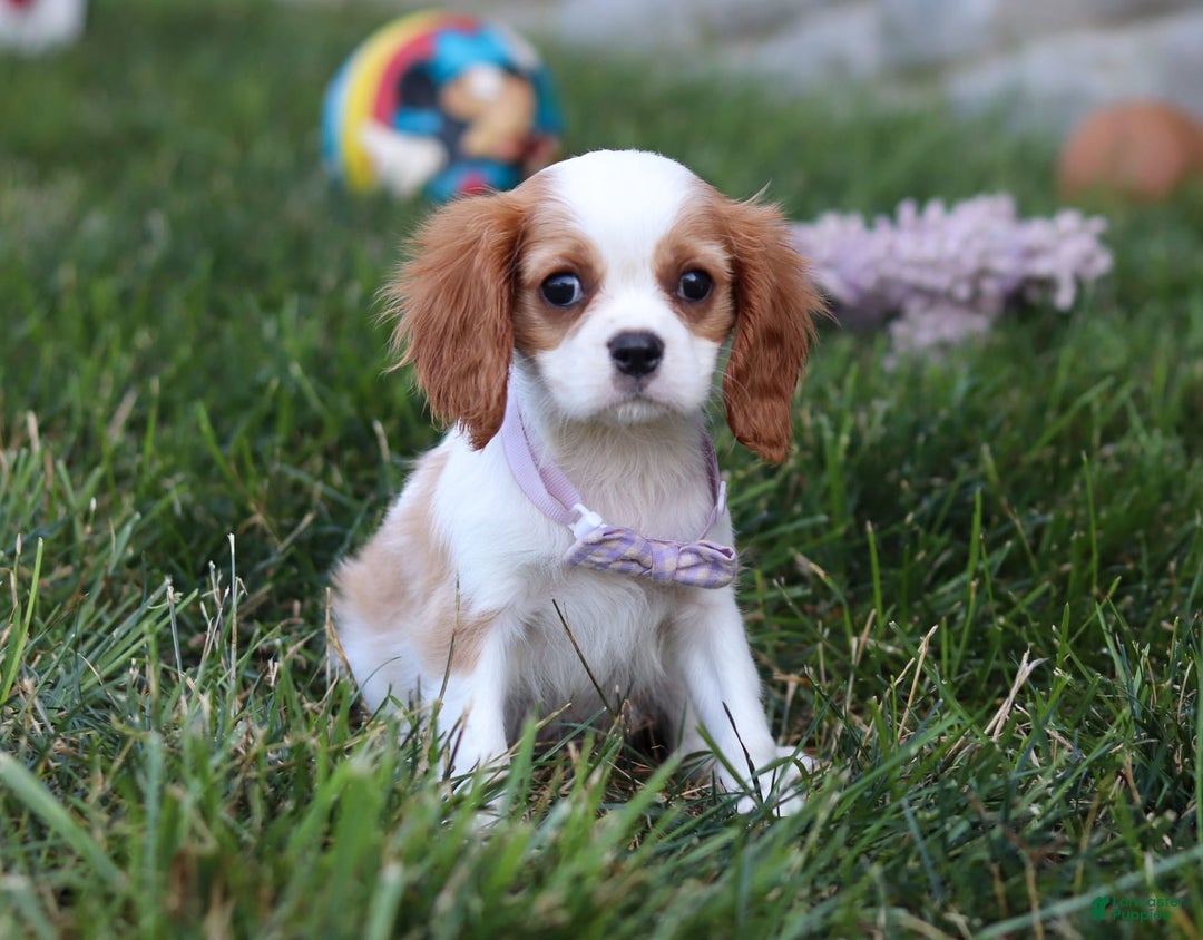 Cavalier King Charles Spaniel dogs for sale: Mindy - Image 4