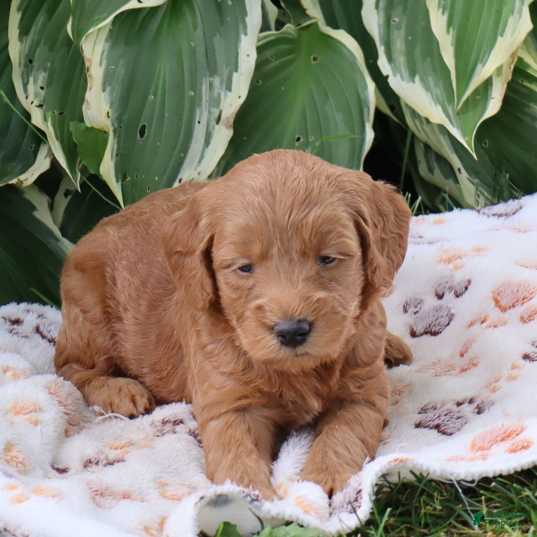 Mini Goldendoodle dogs for sale: Alfonso - Image 1