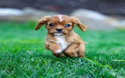Cavalier King Charles Spaniel dogs for sale: Ruby - Image 4